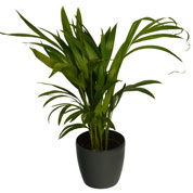 Areca + Cache pot Anthracite